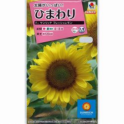 ヒマワリ：F1サンリッチフレッシュレモン 2袋セット[タキイ 花タネ]