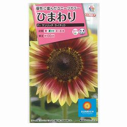 ヒマワリ：F1サンリッチライチLD 2袋セット[花タネ]