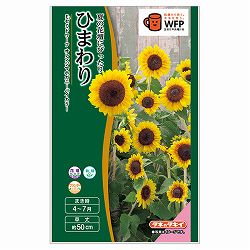 ヒマワリ：F1セミドワーフ オレンジマホガニーバイカラー 2袋セット[春～夏まき タキイ 花タネ]