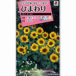 ヒマワリ：パチノゴールド（矮性種） 2袋セット[タキイ 花タネ]
