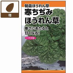 ホウレンソウ種：寒ちぢみ(朝霧ほうれん草) 2袋セット[野菜タネ　秋まき]