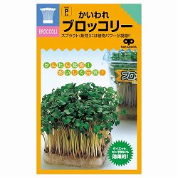 モヤシの種（スプラウト栽培用）：かいわれブロッコリー 2袋セット[タネ]