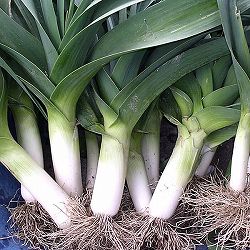 リーク：中晩生（ポロネギ）の種* 2袋セット[グラタン・スープ・煮込み料理に！野菜タネ]