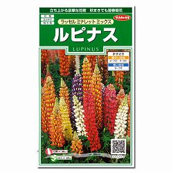 ルピナス：ラッセルミナレットミックスの種 2袋セット[サカタ　花タネ]