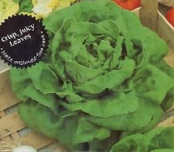 レタス：バターレタスの種 2袋セット[野菜タネ]