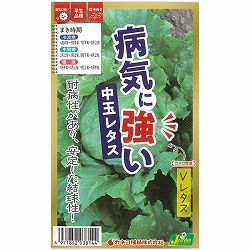 レタス：病気に強い Vレタス[春・夏まき 野菜タネ]* 2袋セット