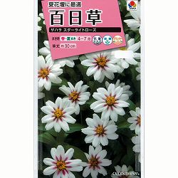 百日草（ジニア）：夏花壇に最適！ザハラスターライトローズ 2袋セット[タキイ 花タネ]