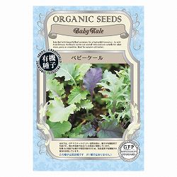 野菜の種：ベビーケール（ミックス） 2袋セット[野菜タネ]