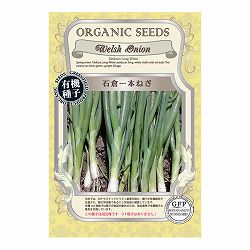 野菜の種：石倉一本ねぎ 2袋セット[野菜タネ]