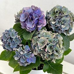 アジサイ（秋色・アンティークカラー）：寿（コトブキ）ブルー 5号鉢植え