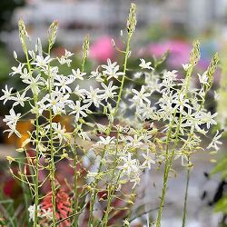 オーニソガラム：ポンティクム ソチ　1球植え3号ポット