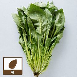 チンゲンルッコラ（チンゲンサイ×ワイルドルッコラ）(R)[香味菜　野菜タネ]