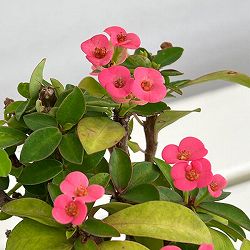 ハナキリン：ピンク　4号鉢植え　