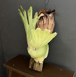 ビカクシダ（コウモリラン）：ワンダエ　板付け