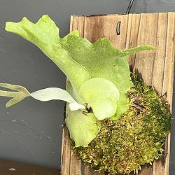 ビカクシダ（コウモリラン）：ウィリンキー　コットンクラウド（スポア）　板付け26-01
