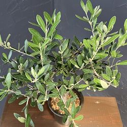 オリーブ：創樹さんのオリーブ　ミッション　4号鉢植え