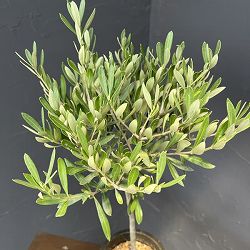 オリーブ：創樹さんのオリーブ　チプレシーノ　4号鉢植え