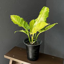 フィロデンドロン：プルート（黄金葉）　4号鉢植え26-02