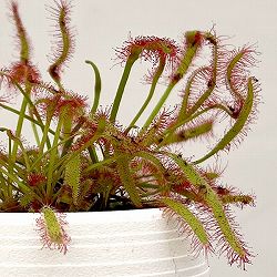 モウセンゴケ　3号鉢植え