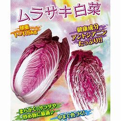 [送料無料][26年8月下旬予約]Ｆ1ムラサキ白菜苗3号ポット 24株セット