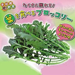 [送料無料][26年8月下旬予約]たくさん獲れる葉を食べるブロッコリー苗3号ポット 24株セット