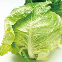 [送料無料][26年8月下旬予約]ソフトキャベツ苗3号ポット 24株セット