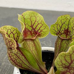 サラセニア　3.5号鉢植え
