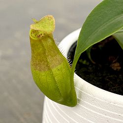 ネペンテス（うつぼかずら）：グラシリス　3号鉢植え