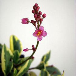 タリナム　斑入り（ハゼラン） 4号鉢植え