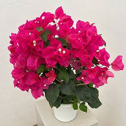 ブーゲンビリア：ピンク 5号鉢植え