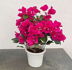 ブーゲンビリア：ローズピンク 5号鉢植え