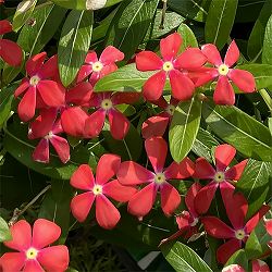 ニチニチソウ：フェアリースターコーラルオレンジ5号鉢植え