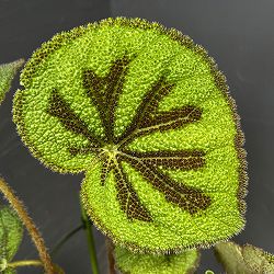 ベゴニア（根茎）：マッソ二アーナ　マクラータ　5号鉢植え*