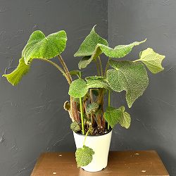 ベゴニア（根茎）：SP.ベトナムグリーン　5号鉢植え*
