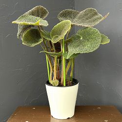 ベゴニア（根茎）：SP.ベトナムブラウン　5号鉢植え*
