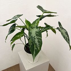 スキスマトグロッティス：プシラ　5号鉢植え