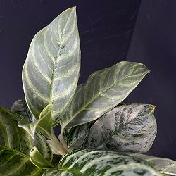 アグラオネマ：sp（園芸品種）　7号鉢植え