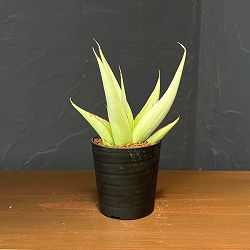 サンセベリア：ミラノ　2号鉢植え