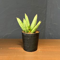 サンセベリア：ヘッジホッグ　2号鉢植え