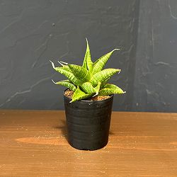サンセベリア：シンドロ　2号鉢植え