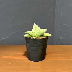 サンセベリア：シルバーローズ　2号鉢植え