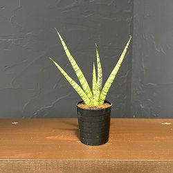 サンセベリア：シーザー　2号鉢植え