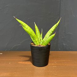 サンセベリア：アポロ　2号鉢植え
