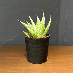 サンセベリア：モモ　2号鉢植え