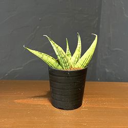 サンセベリア：ナコーンルアン　2号鉢植え