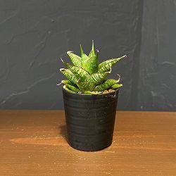 サンセベリア：ドラゴンスケール　2号鉢植え