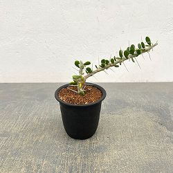 アローディア：コモサ　3号鉢植え