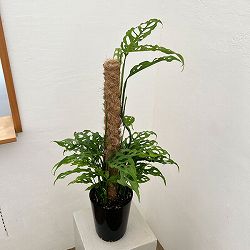 [アーリーサマーセール]モンステラ：オブリクア　ペルー　6号鉢植え