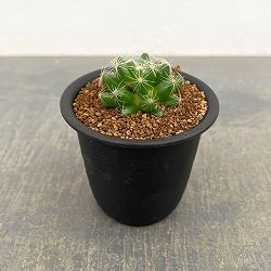 マミラリア：スファエリカ　3号鉢植え