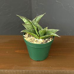 サンセベリア：ＡＯ７７　3号鉢植え*